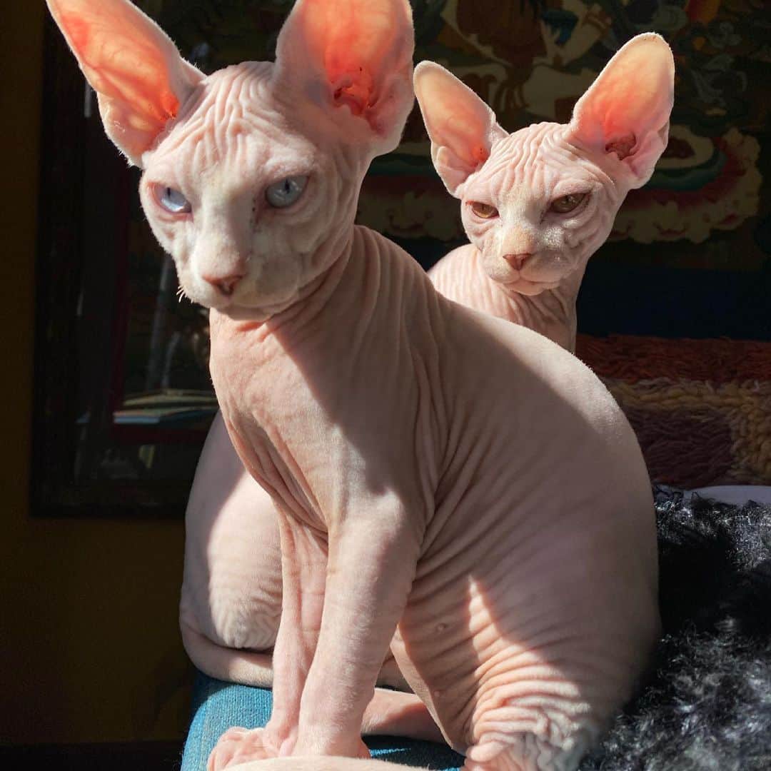 マーガレット・チョーのインスタグラム：「#sphynx #love Sacre Coeur Saudade and Sarang John Childe are growing so fast #catlady #love #goth」
