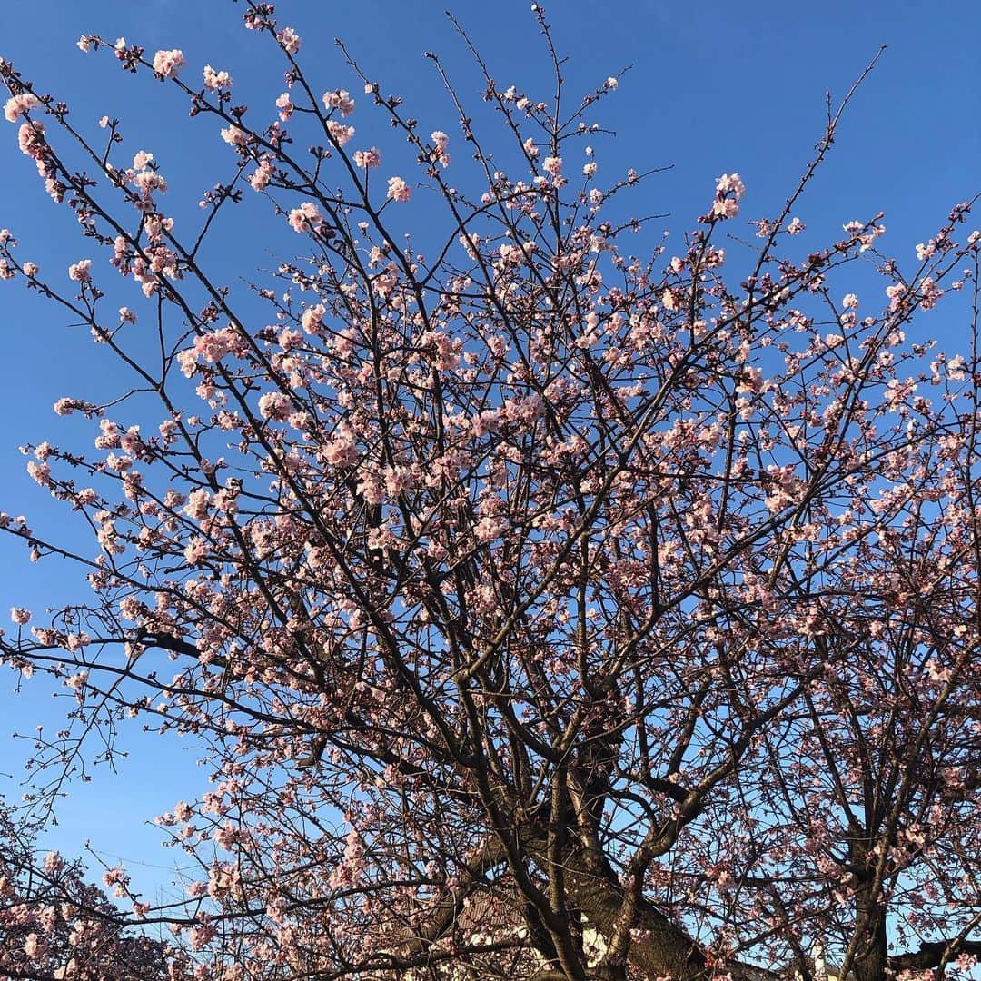 大和田獏さんのインスタグラム写真 - (大和田獏Instagram)「多摩川の早咲きの桜がほころび始めました。 #ばくさんぽ#寒桜」2月25日 14時07分 - bakuowada