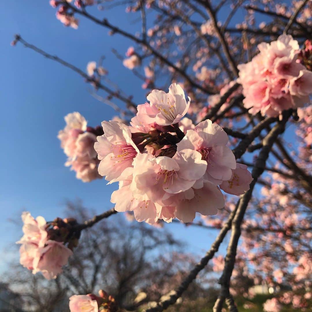 大和田獏さんのインスタグラム写真 - (大和田獏Instagram)「多摩川の早咲きの桜がほころび始めました。 #ばくさんぽ#寒桜」2月25日 14時07分 - bakuowada
