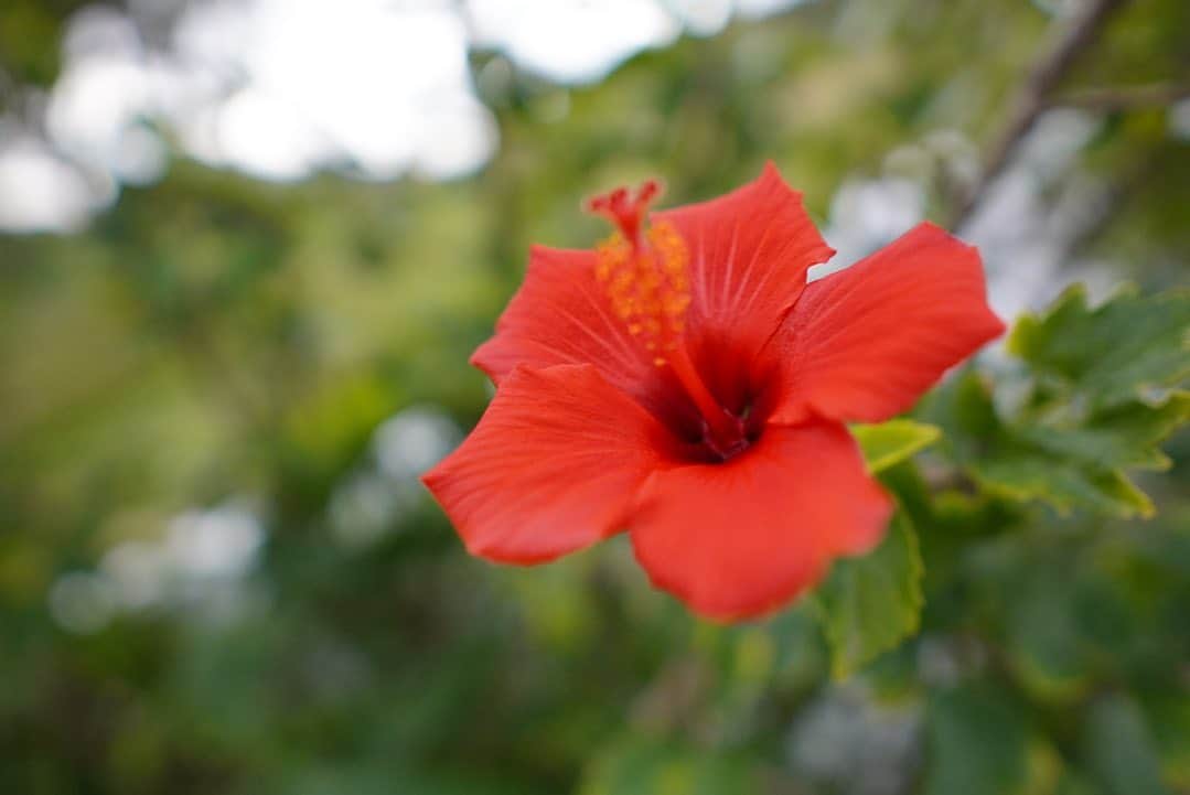 渡辺由布子さんのインスタグラム写真 - (渡辺由布子Instagram)「🏝  はじめての奄美大島。  マングローブ原生林、サンゴ礁の群生、エメラルドグリーンの海、満点の星空...  手つかずの大自然が残るこの島には、薩摩藩と琉球王国の影響を受けた独自の文化が、島の人々によって今もなお大切に受け継がれています。  島ならではの伝統文化や人の温かさに触れて、またすぐにでも再訪したいと強く思った5日間の旅。  #日本再発見 #避粉旅行  #避寒旅行  #ワーケーション  #TravelWriter #biztrip #surftrip  #japantrip  #island  #workation  #weekendgetaway  #DiscoverJapan  📍 #Amami (#奄美大島 ) #Kagoshima (#鹿児島 ) #🇯🇵」2月25日 14時07分 - watanabe_yuko