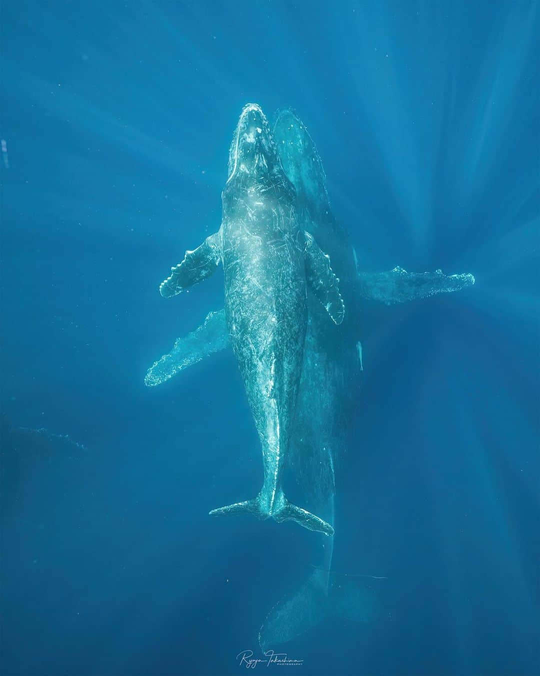 Ryoyaのインスタグラム：「Literally I’m obsessed with this beautiful creature🐋 when they pass right in front of me, I was speechless. New born baby and its mom underneath. Escort is also there on their left.  Camera #A7SIII Lens #SEL1224GM Housing #nauticamhousings   21mm / f8.0 / ss1/800 / ISO4000 I edited with DeNoise AI by @topazlabs   Special thanks to... @dive_journey @seafox.underwaters  @pscdiving  @nauticamhousings  @alpha_newgeneration_bysony.jp   #humpbackwhale #whaleswim #skindiving #underwaterphotography #whale #okinawa #japan #alpha_newgeneration」