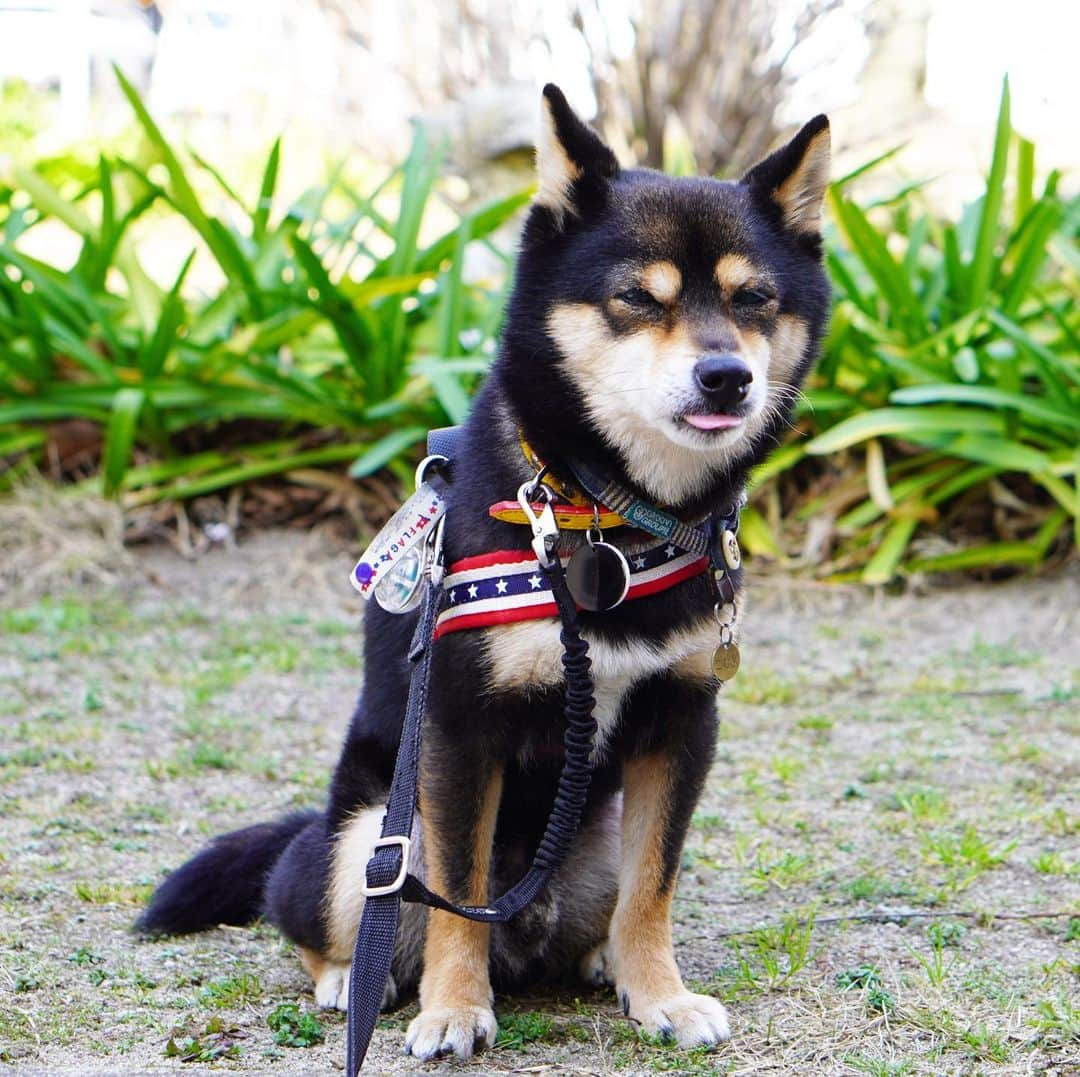 黒豆柴こむぎさんのインスタグラム写真 - (黒豆柴こむぎInstagram)「今日も、ママちんとお散歩🐾🐾パパちん、朝ランは🤭❓4枚目からのお写真を撮っていたら、知らない通りがかりのおばちゃんに「なんてお利口さんなの☺️」って褒められた。ボクの実態を知らないな😝2021.02.25  #お散歩大好き #黒豆柴こむぎ #黒豆柴 #豆柴 #黒柴 #黑柴 #柴犬 #柴 #まめしば #しばいぬ #しば #mameshiba #kuroshiba #shibainu #shiba #shibalove #shibalovers #shibastagram #shiba_snap #shibasofinstagram #ふわもこ部 #pecoいぬ部 #いぬら部 #proudshibas #thedailyshibainu #ここ柴部 #いぬのきもち #todayswanko #rakutenpet #9gagpets」2月25日 12時32分 - komugi_1207