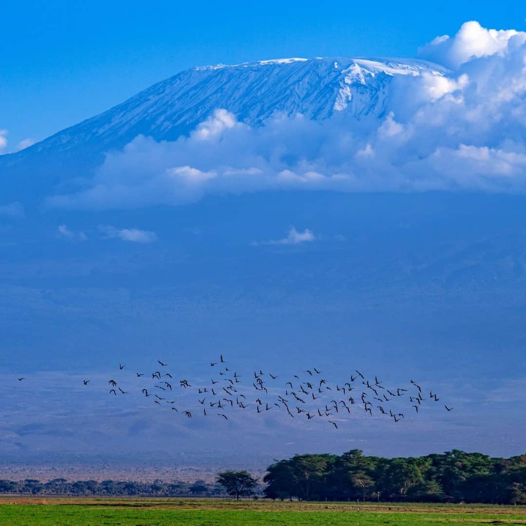 National Geographic Travelさんのインスタグラム写真 - (National Geographic TravelInstagram)「Photo by @babaktafreshi / The plains around Kilimanjaro are filled with life, both in Tanzania and Kenya. The majestic 19,341-foot-high (5,895-meter-high) mountain has all kinds of ecosystems in one place, from the savanna around it and rainforest on its slopes to the alpine desert and arctic summit. #kilimanjaro #africa #amboseli」2月25日 12時35分 - natgeotravel