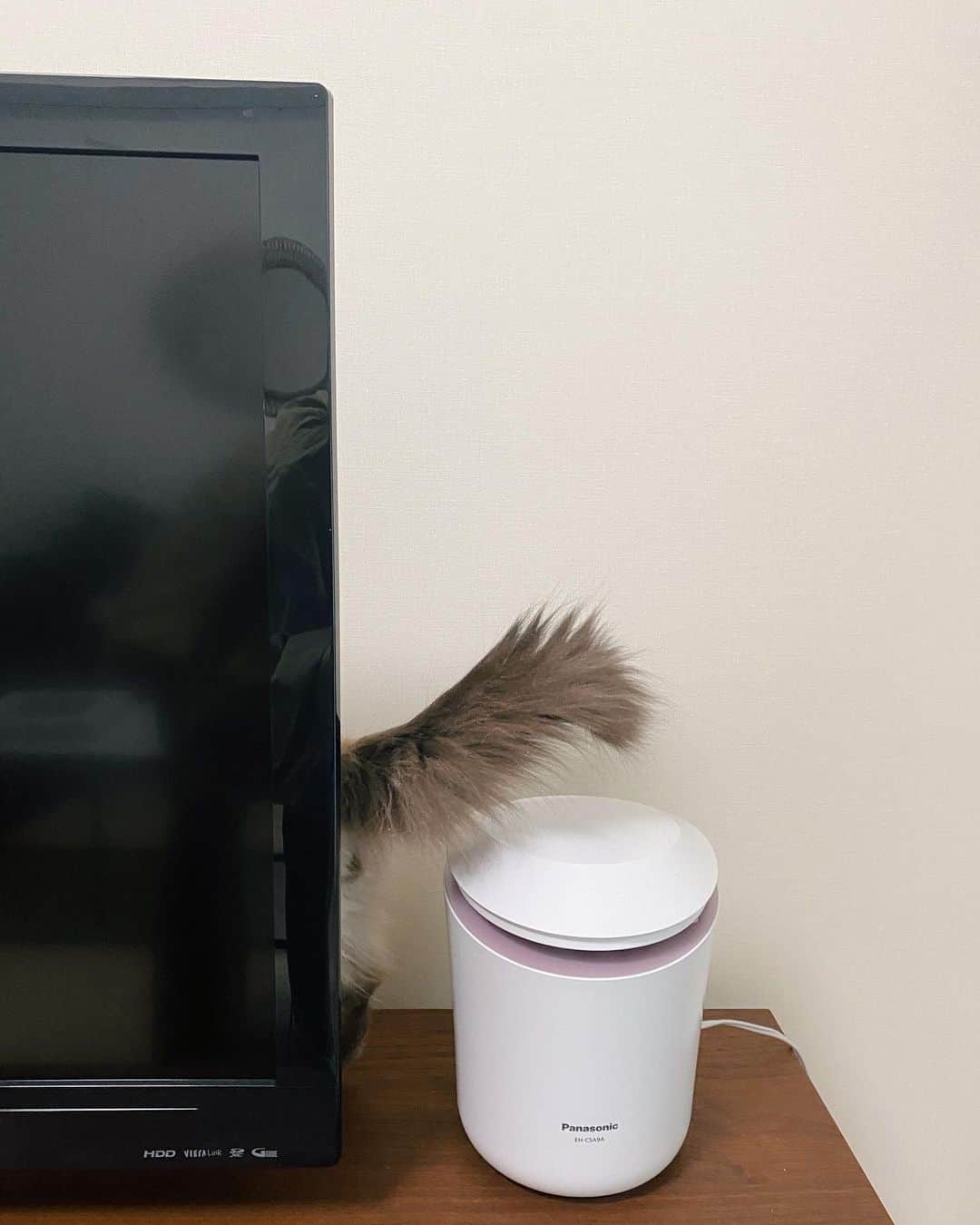 田中里奈さんのインスタグラム写真 - (田中里奈Instagram)「かわいい来客♥  我が家ににゃんこ先生が遊びに来ました。 nattyの愛猫べべ様〜  お目目まんまる。 動きがほわほわ。 猫って何もかもやわらかいのね〜  #猫 #cat #保護猫 #ヒマラヤン」2月25日 12時48分 - tanakaofficial
