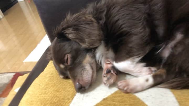 山口祥行のインスタグラム：「昼寝 #ダンベル  #いぬすたぐらむ🐶」
