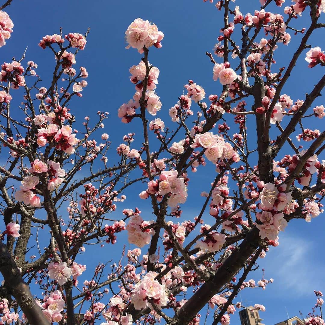 高羽そらのインスタグラム：「散歩途中の公園で見つけたアーモンドの花。まだ風は冷たいし、緊急事態宣言も継続中だけれど、春はもうすぐそこまで来てる。笑顔になろう☺️ #神戸六甲」