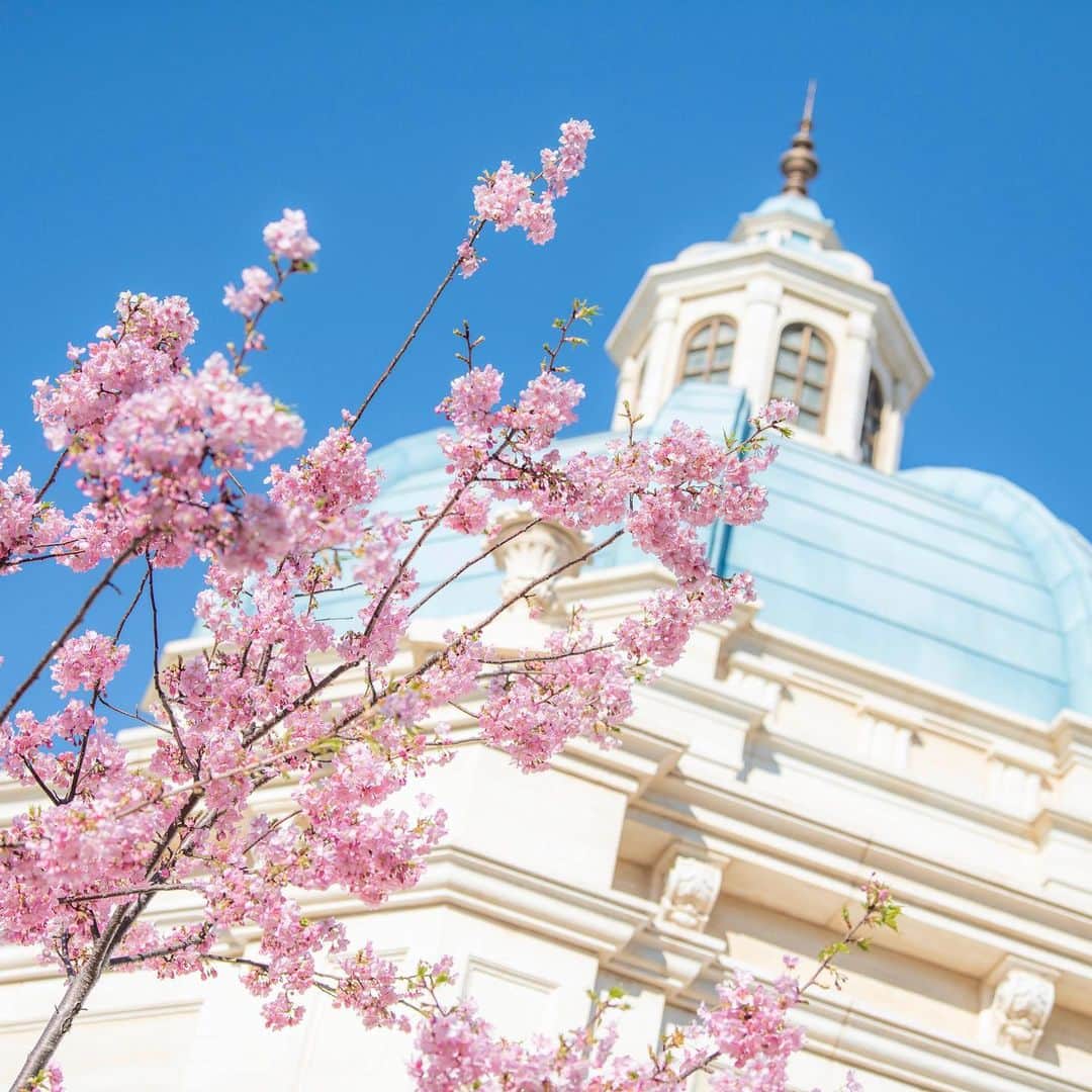 のインスタグラム：「Beautiful signs of spring! 春の足音が🌸 #soaringfantasticflight #mediterraneanharbor #tokyodisneysea #minnieshouse #toontown #tokyodisneyland #tokyodisneyresort #cherryblossom #spring #ソアリンファンタスティックフライト #メディテレーニアンハーバー #東京ディズニーシー #ミニーの家 #トゥーンタウン #東京ディズニーランド #東京ディズニーリゾート #河津桜 #カワヅザクラ #春」