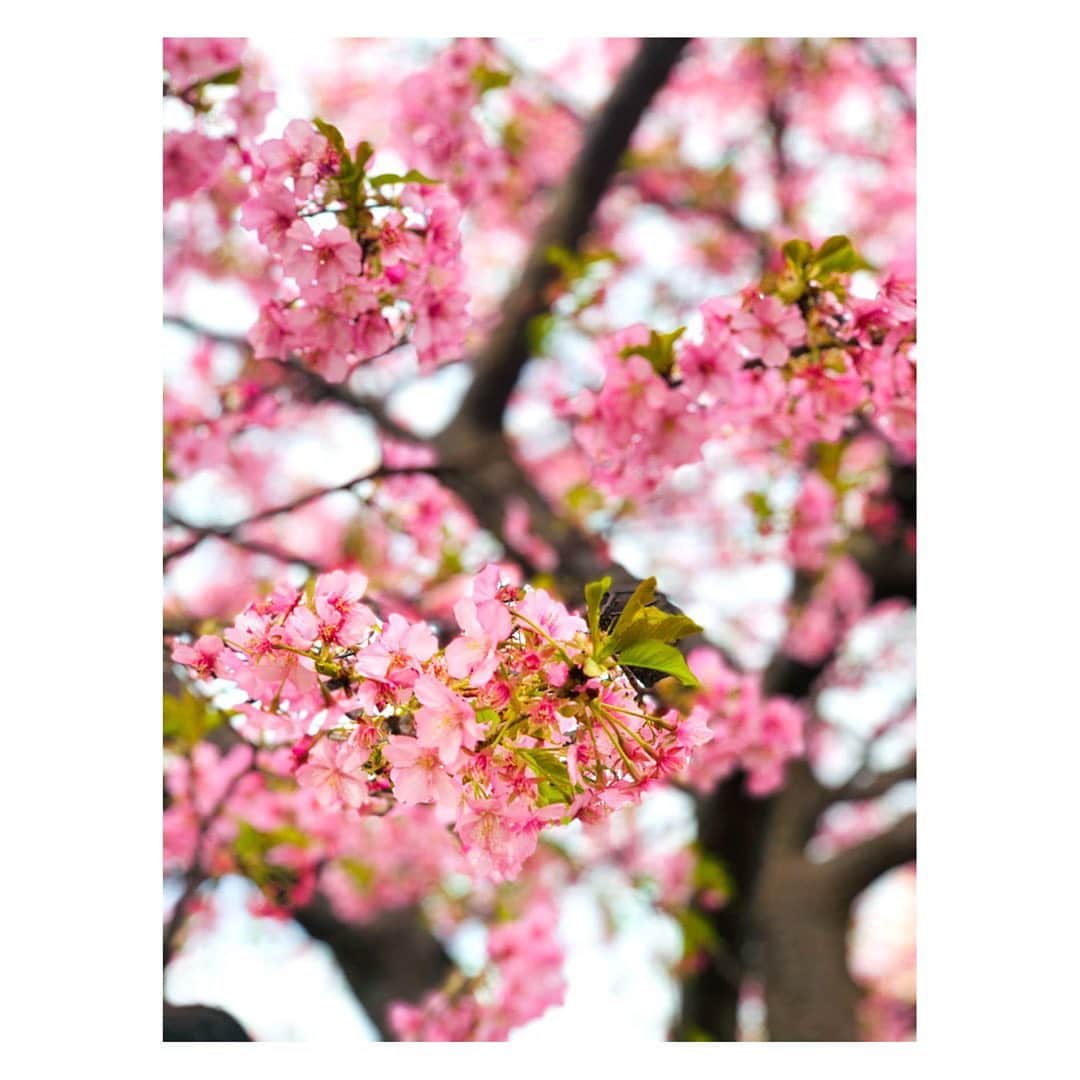 長野美郷さんのインスタグラム写真 - (長野美郷Instagram)「早咲きの桜が、満開、 いやむしろ もうピークアウトしそうでした。  新芽との共演もいい感じ😊  濃いめのピンクが咲き乱れて本当に綺麗だったんですが、、、 写真がうまくなくてすみません  恋柱の色合い♡  #早咲き桜  #たぶん #河津桜 #甘露寺蜜璃  #色だけです」2月25日 13時09分 - misato_nagano_1127