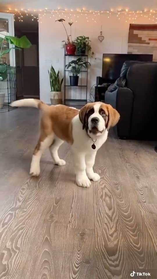 animalsのインスタグラム：「Can't talk right now I'm doing bad dog.. 😅 Video by: @dougiesaintbernard」