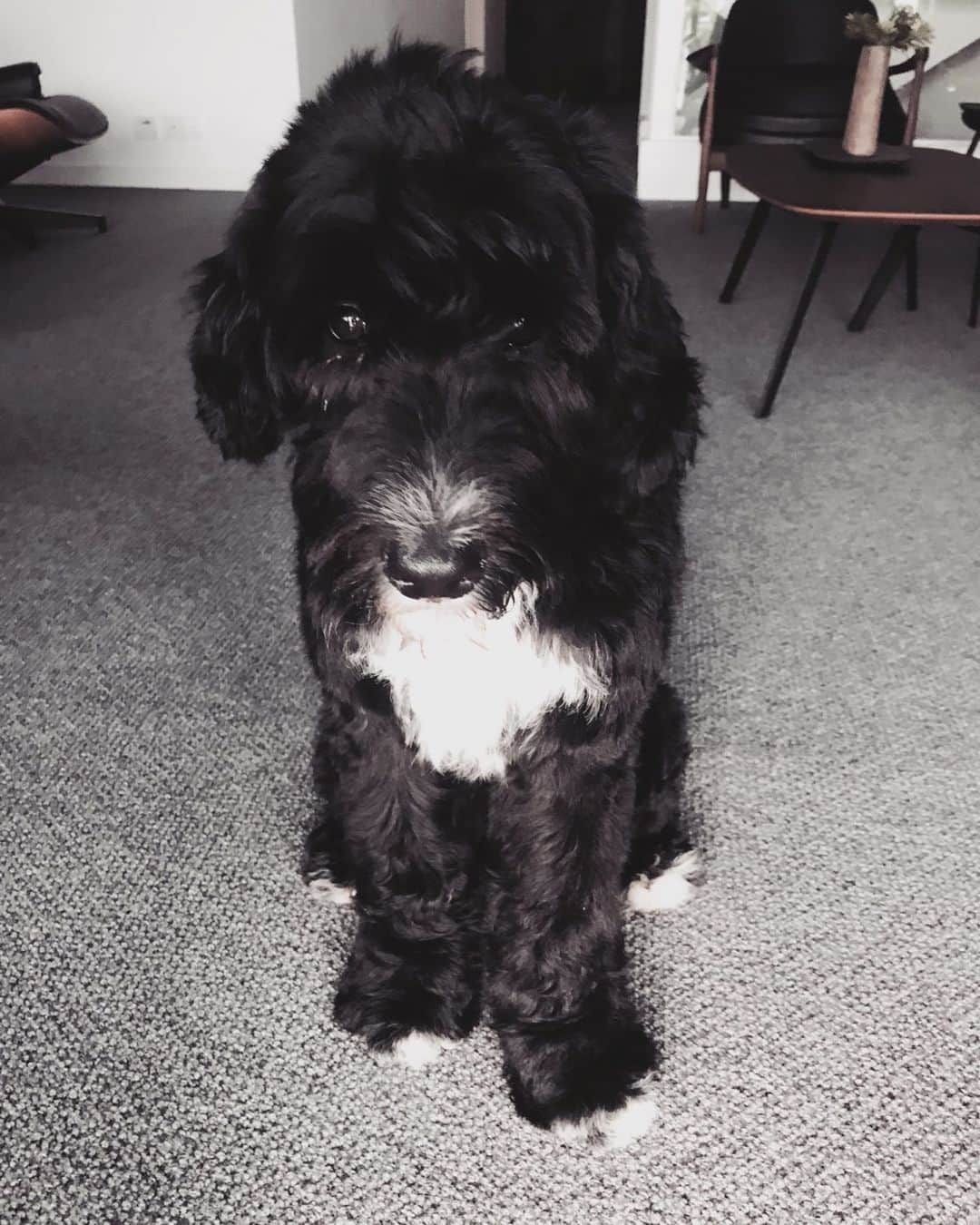 余文樂のインスタグラム：「Miss my boy ... #Rocco」