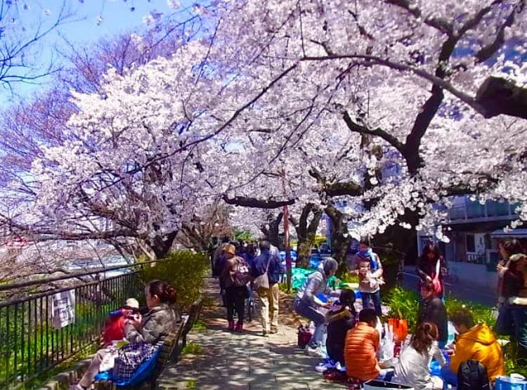 田名部生来さんのインスタグラム写真 - (田名部生来Instagram)「花は桜木🌸 こんな春の日々に 戻りたいものです。  #過去pic」2月25日 13時46分 - mnkspnpn