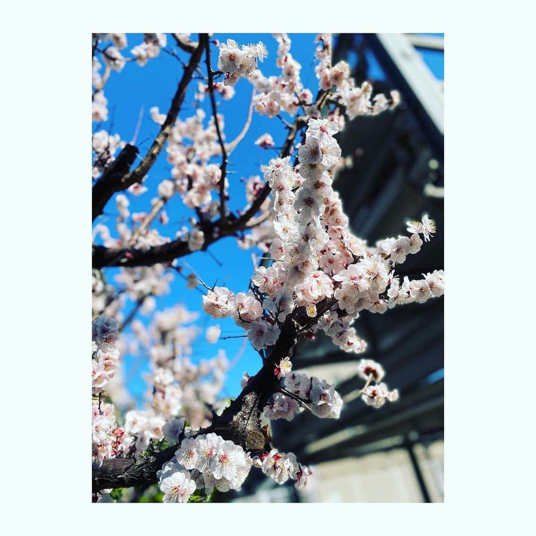 蒼乃夕妃のインスタグラム：「段々と春めいてきたね🌸 歩いてると色んなお花が咲き始めてる🌼 空とお散歩するまで、意識してお散歩なんてしてなかったから、空のお陰で季節の移り変わりを実感出来る🥰  #春 #spring  #flowers」