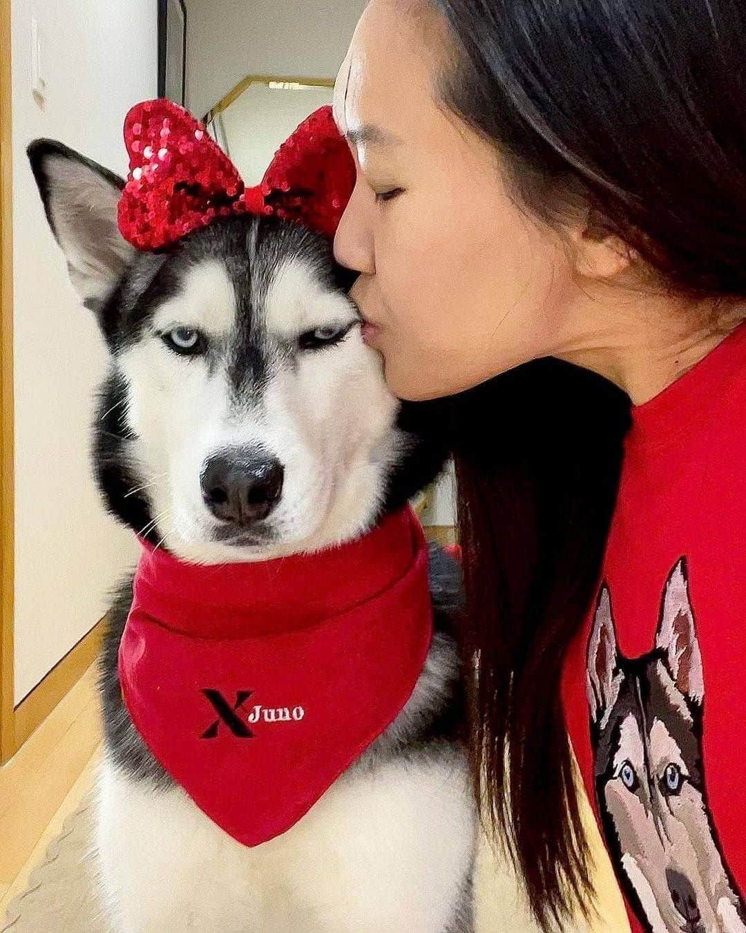 8crapさんのインスタグラム写真 - (8crapInstagram)「When your hooman shows you too much love 😒 - Want to get featured like them? Join “The Barked Club” on FACEBOOK and post something now! 👉 barked.com - 📷 @unimpressedhusky - #TheBarkedClub #barked #dog #doggo #Husky」2月25日 5時00分 - barked