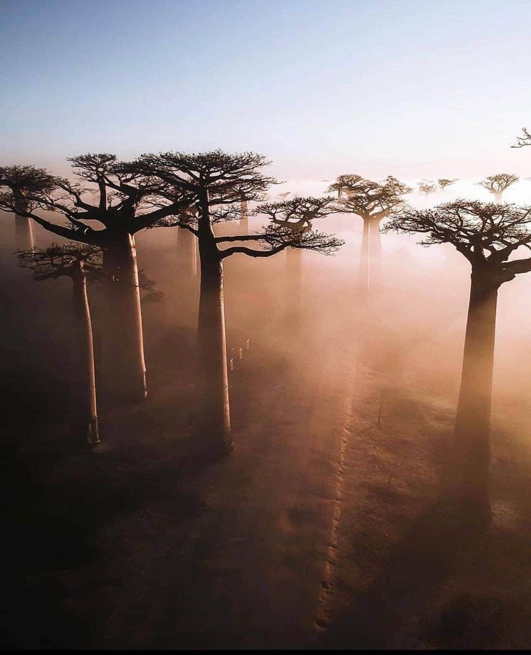 Discover Earthさんのインスタグラム写真 - (Discover EarthInstagram)「The light and the fog between those giants baobabs! ✨  🇲🇬 #discovermadagascar  with @unchartedbackpacker  . . . .  #madagascar  #sea  #naturephotography  #instatravel  #indianocean  #sun  #photooftheday  #ocean  #summer  #madagaskar  #instagood  #sunset  #malagasy  #trip  #igersmadagascar  #island  #paradise  #picoftheday  #travelgram  #nosyiranja  #photography  #holiday  #beach  #love  #travelphotography  #nature  #nosybe  #africa  #travel」2月25日 5時00分 - discoverearth
