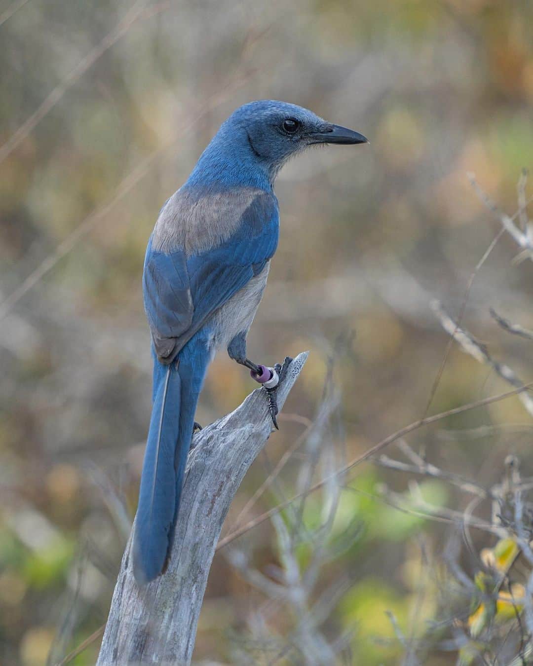 National Geographic Travelさんのインスタグラム写真 - (National Geographic TravelInstagram)「Photos by @CarltonWard / A Florida scrub jay perches on a snag at Jonathan Dickinson State Park. Living only in Florida, the Florida scrub jay is a threatened species whose population has declined more than 90 percent during the past century, primarily from destruction and fragmentation of the native oak scrub habitat on which it depends. Because of fragmentation, most of the jay populations are becoming inbred. Scientists are working to mitigate the problem through a technique called genetic rescue. Families of jays from the largest, most genetically diverse populations, such those in Ocala National Forest, are translocated to the smallest and most genetically impoverished populations, such as those in Jonathan Dickinson State Park. In the second photo, ecologist Sarah Fitzpatrick observes one of the jays she and her team translocated. Like the endangered Florida panther, the Florida scrub jay is an ambassador for protecting connected networks of habitat that both species need to survive.  Shot with @audubonsociety, @archboldstation, and the @pathofthepanther project with @insidenatgeo, working to inspire protection of the #FloridaWildlifeCorridor.」2月25日 5時10分 - natgeotravel
