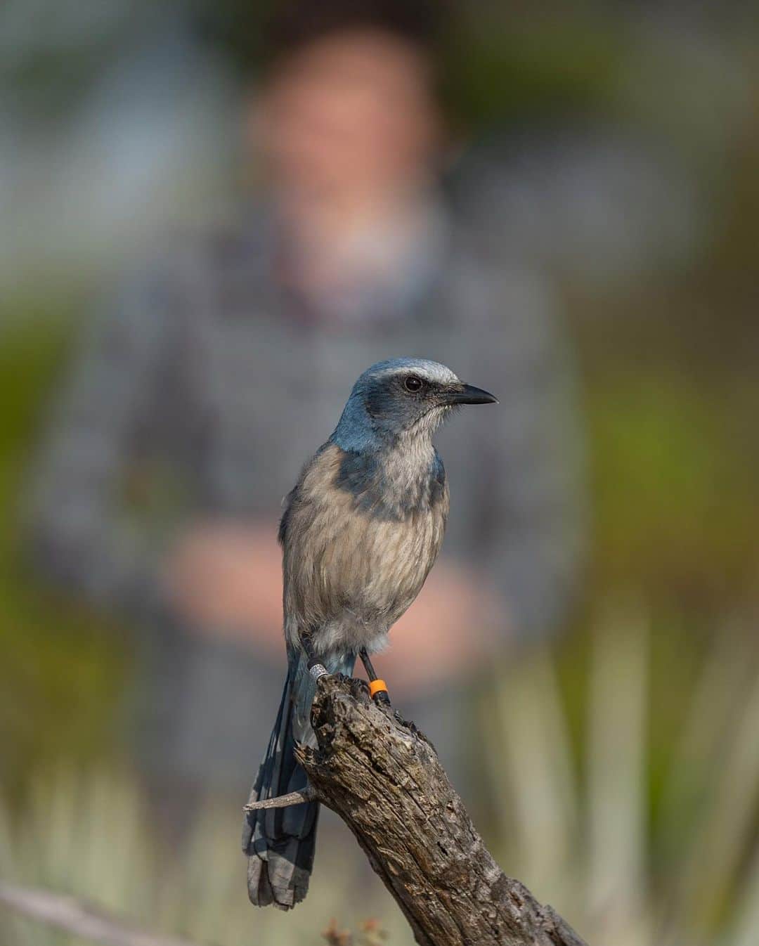 National Geographic Travelさんのインスタグラム写真 - (National Geographic TravelInstagram)「Photos by @CarltonWard / A Florida scrub jay perches on a snag at Jonathan Dickinson State Park. Living only in Florida, the Florida scrub jay is a threatened species whose population has declined more than 90 percent during the past century, primarily from destruction and fragmentation of the native oak scrub habitat on which it depends. Because of fragmentation, most of the jay populations are becoming inbred. Scientists are working to mitigate the problem through a technique called genetic rescue. Families of jays from the largest, most genetically diverse populations, such those in Ocala National Forest, are translocated to the smallest and most genetically impoverished populations, such as those in Jonathan Dickinson State Park. In the second photo, ecologist Sarah Fitzpatrick observes one of the jays she and her team translocated. Like the endangered Florida panther, the Florida scrub jay is an ambassador for protecting connected networks of habitat that both species need to survive.  Shot with @audubonsociety, @archboldstation, and the @pathofthepanther project with @insidenatgeo, working to inspire protection of the #FloridaWildlifeCorridor.」2月25日 5時10分 - natgeotravel