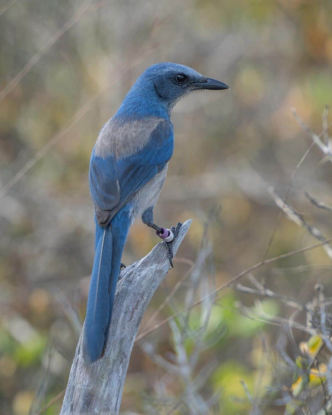 のインスタグラム：「Photos by @CarltonWard / A Florida scrub jay perches on a snag at Jonathan Dickinson State Park. Living only in Florida, the Florida scrub jay is a threatened species whose population has declined more than 90 percent during the past century, primarily from destruction and fragmentation of the native oak scrub habitat on which it depends. Because of fragmentation, most of the jay populations are becoming inbred. Scientists are working to mitigate the problem through a technique called genetic rescue. Families of jays from the largest, most genetically diverse populations, such those in Ocala National Forest, are translocated to the smallest and most genetically impoverished populations, such as those in Jonathan Dickinson State Park. In the second photo, ecologist Sarah Fitzpatrick observes one of the jays she and her team translocated. Like the endangered Florida panther, the Florida scrub jay is an ambassador for protecting connected networks of habitat that both species need to survive.  Shot with @audubonsociety, @archboldstation, and the @pathofthepanther project with @insidenatgeo, working to inspire protection of the #FloridaWildlifeCorridor.」