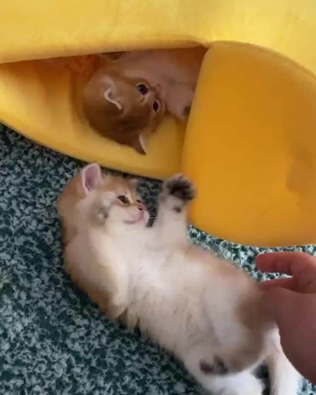 Cats of Instagramのインスタグラム：「From @kevin_britishcat: “Exactly 1 minute ago they were cuddling while sleeping 🤣🤣” #catsofinstagram」