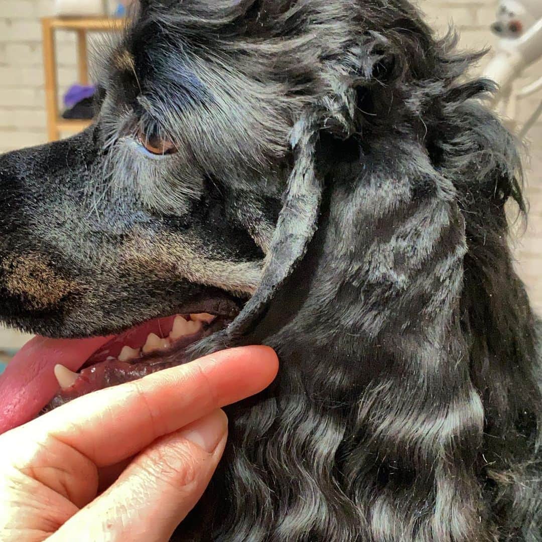 Dogs by Ginaのインスタグラム：「1/3 of the ear 🚫   Should be shaved to meet the outer corner of lip. EVERY dog is built different even if same breed, same litter... to create a balanced dog follow this.」