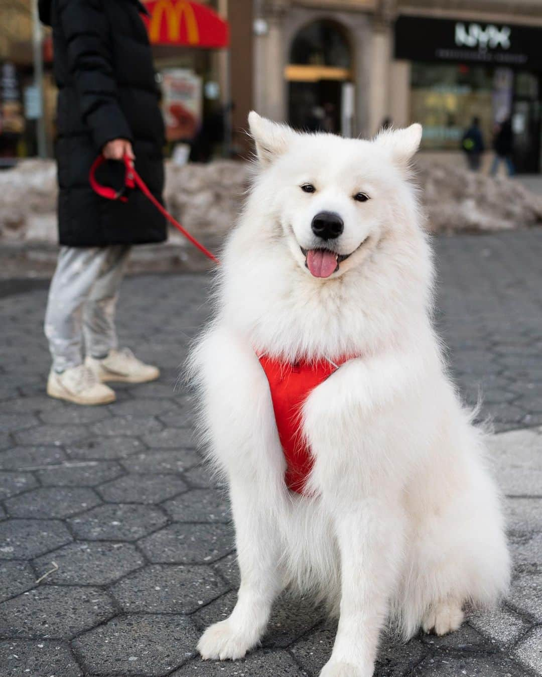 The Dogistさんのインスタグラム写真 - (The DogistInstagram)「Olaff, Samoyed (2 y/o), Union Square, New York, NY • “He thinks he owns the dog park. He barks at everyone and marks everything. He has a lot more personality than when he was a pup. He’s also starting to cuddle.” @olaff_the_white」2月25日 5時56分 - thedogist