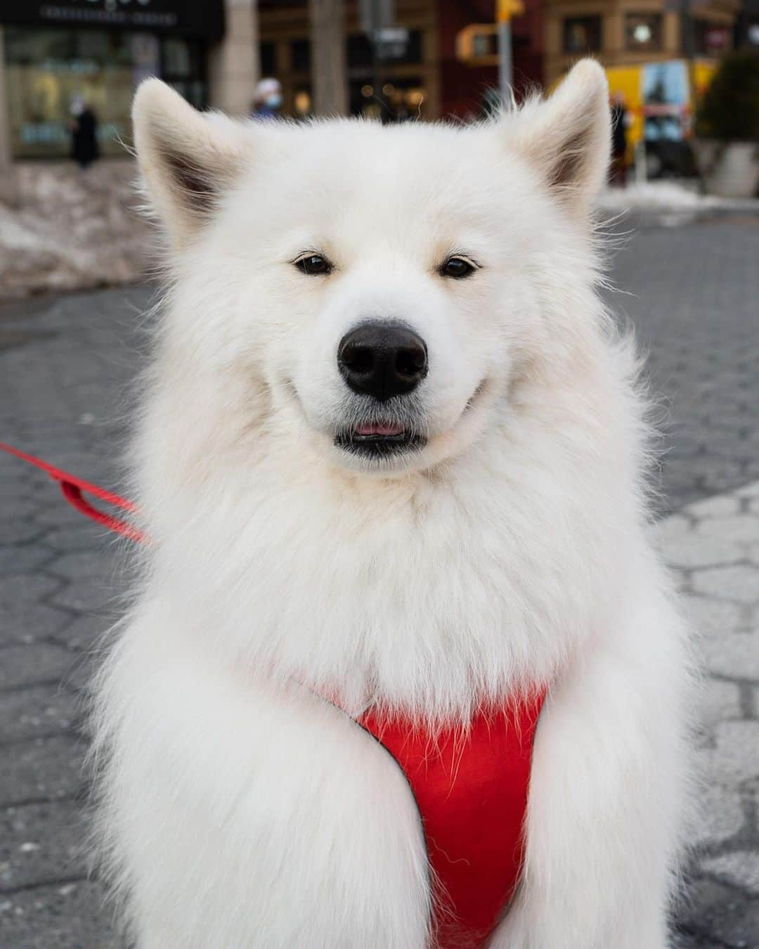 The Dogistさんのインスタグラム写真 - (The DogistInstagram)「Olaff, Samoyed (2 y/o), Union Square, New York, NY • “He thinks he owns the dog park. He barks at everyone and marks everything. He has a lot more personality than when he was a pup. He’s also starting to cuddle.” @olaff_the_white」2月25日 5時56分 - thedogist