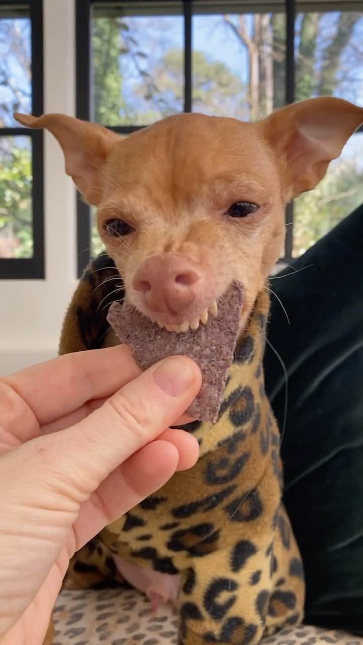 Tuna {breed:chiweenie} のインスタグラム：「If #schlomping on Tortilla Chips for #nationaltortillachipday whilst wearing a leopard one-piece jumpsuit whilst sitting on a leopard lounge chair is extra, then we definitely want to be extra! THE MOST extra! #asmr」