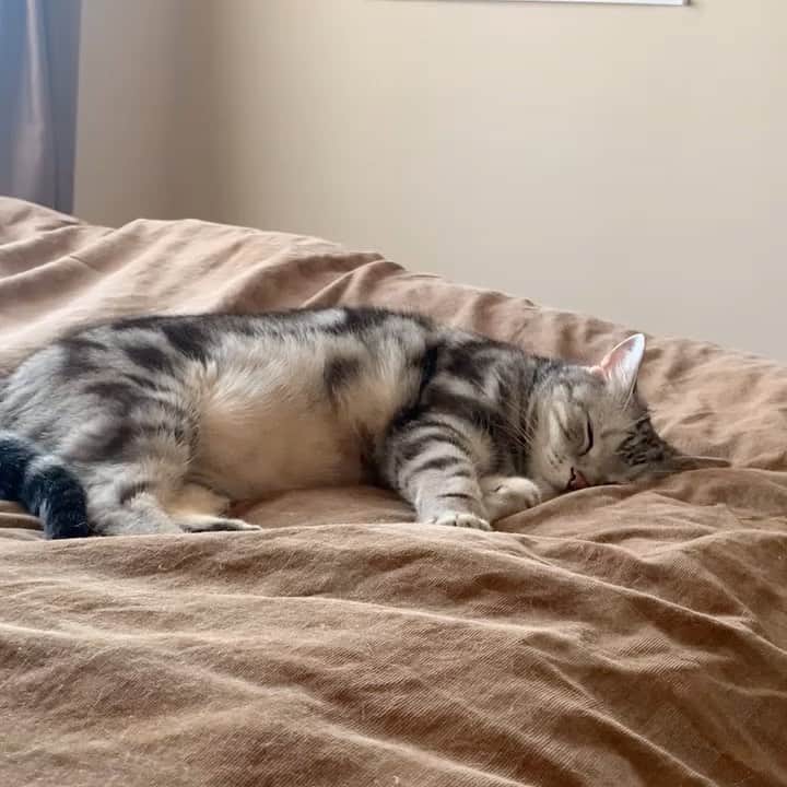 のインスタグラム：「Good morning! Bonjour!﻿ Angel😽 & Demom😈 * おはようございますにゃん！ 天使😽と悪魔😈（笑）。 * #catstagram #cat_features  #topcatphoto #cutepetclub #catsofinstagram #cats_of_world #meowsandwoofs #meowvswoof﻿ #excellent_cats #catstocker  #bestmeow #INSTACAT_MEOWS #peco #animalsco #mofmo #みんねこ #ふわもこ部 #ねこのきもち #アメショー #アメリカンショートヘア #猫 #猫好きさんと繋がりたい #nekoclub」