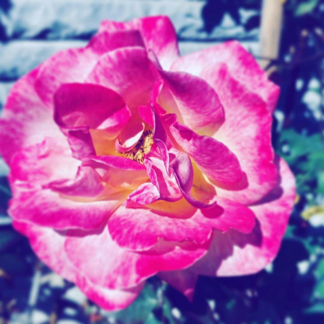 中野敬久さんのインスタグラム写真 - (中野敬久Instagram)「#flower #flowersoflife #red #pink #neighborhood」2月25日 6時53分 - hirohisanakano