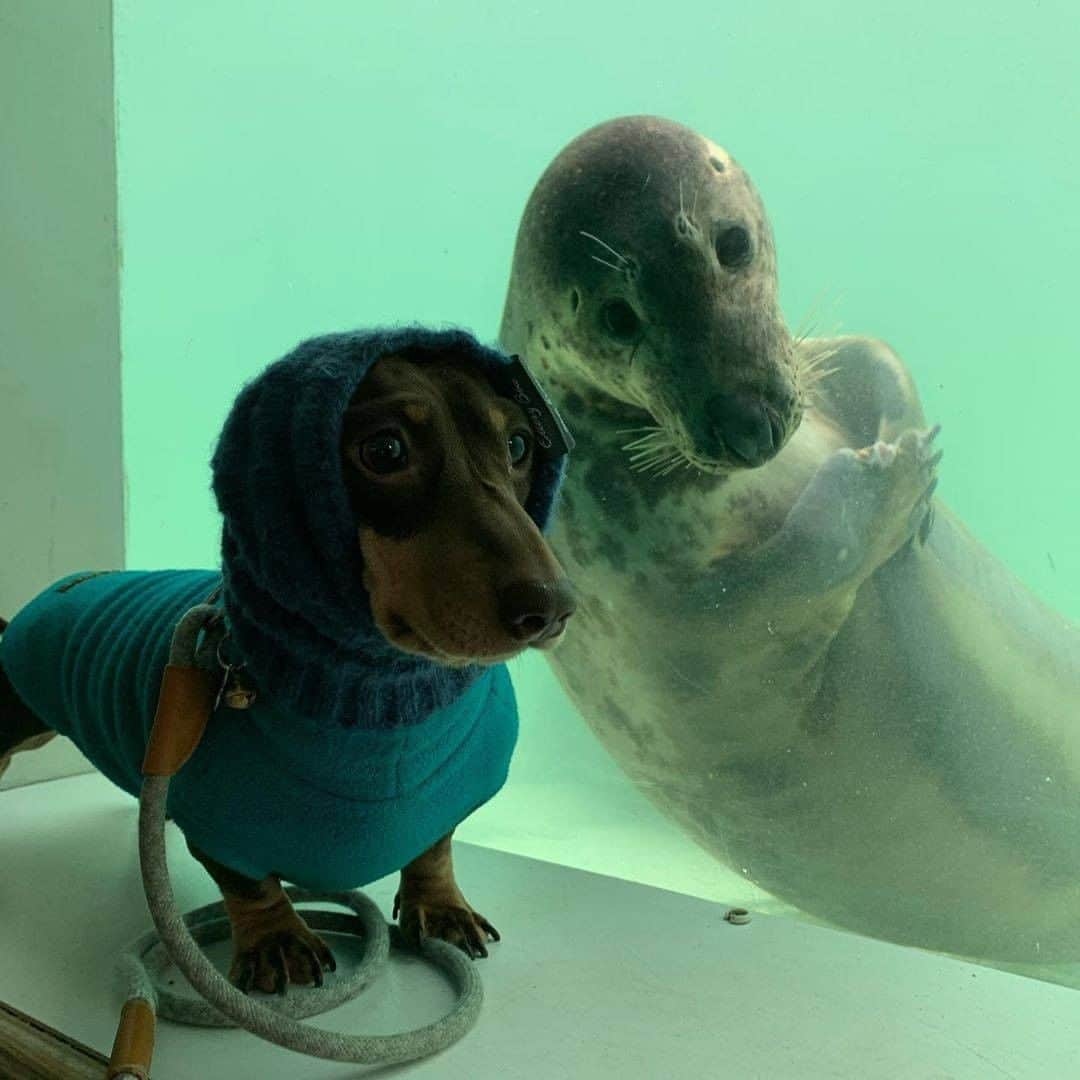 9GAGさんのインスタグラム写真 - (9GAGInstagram)「Long boi and his water fren Follow @barked for more cute dogs! - 📷 @mabel_alfie_stanley_dachshunds - #barked #Dachshund #9gag」2月25日 7時01分 - 9gag