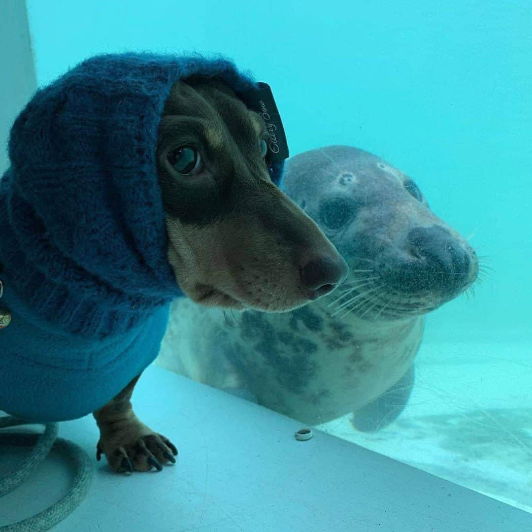 9GAGさんのインスタグラム写真 - (9GAGInstagram)「Long boi and his water fren Follow @barked for more cute dogs! - 📷 @mabel_alfie_stanley_dachshunds - #barked #Dachshund #9gag」2月25日 7時01分 - 9gag