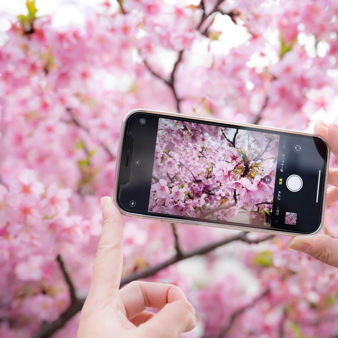 japanese forest & web designer　kapiosanのインスタグラム：「It's cherry blossom season in Japan! . . . . . . . #freelance #doyourbest #河津桜#flowersandmacro #flowerstagram  #flowerslovers #花 #floweroftheday  #team_jp_ #nikonphotography #japanesestyle  #happy #東京カメラ部 #cherryblossoms #桜 #mylife #photography #loves_nippon」