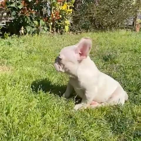 Oprahnbooのインスタグラム：「Platinum #frenchbulldog #dogsforlife #doglover #tag  #dogsofinstagram #share」