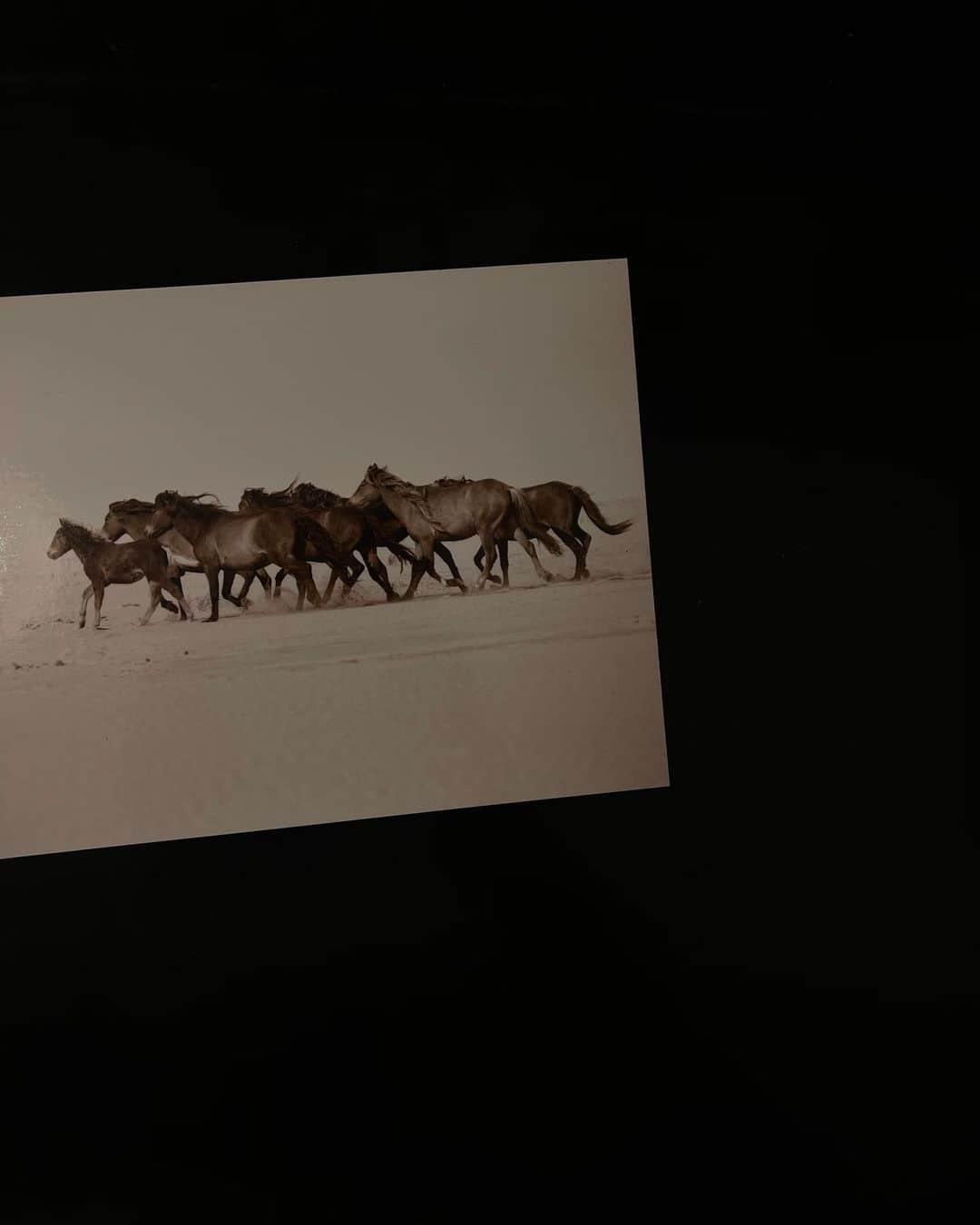 ベレン・ロドリゲスのインスタグラム：「WILD #home」