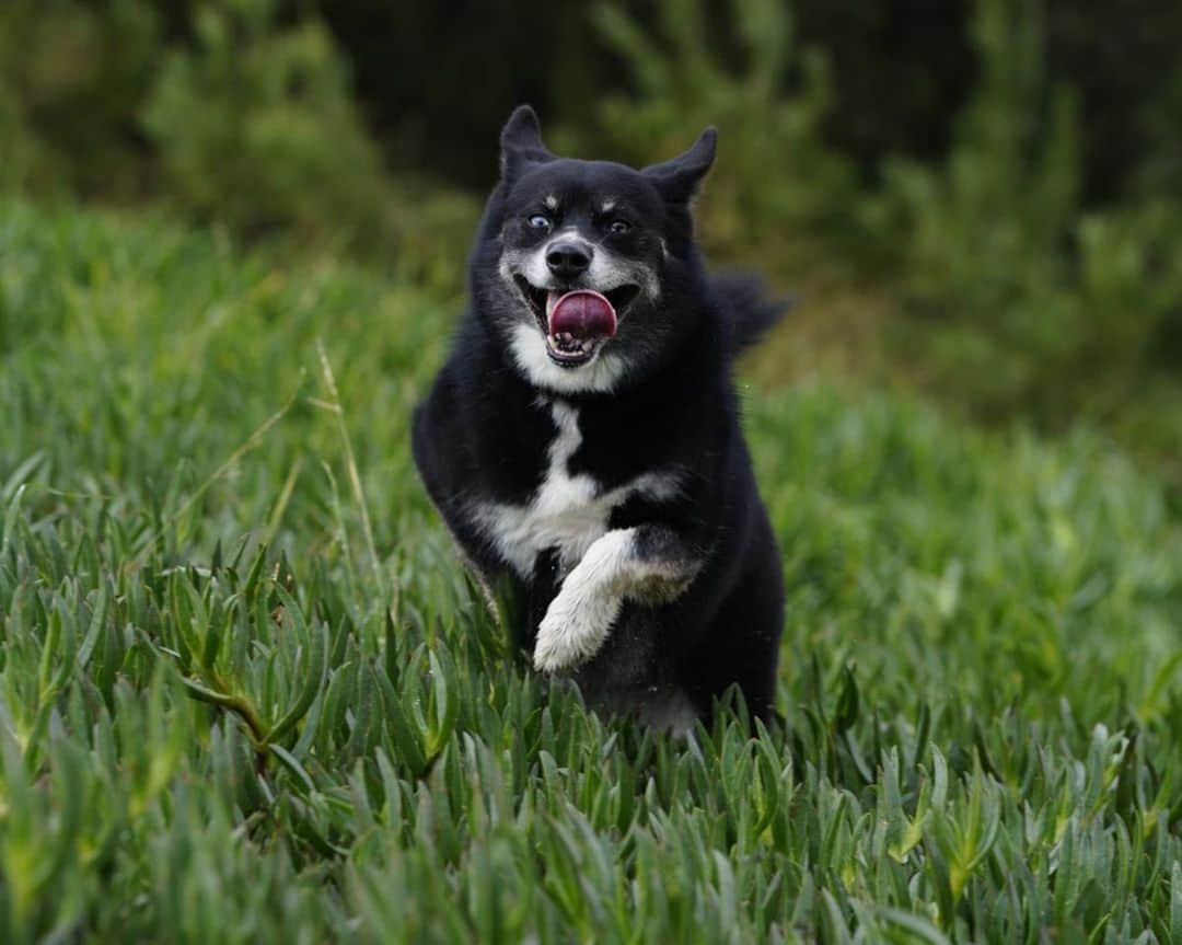 ジェンソン・バトンのインスタグラム：「Rogue #pomsky #dogsofinstagram #dog」