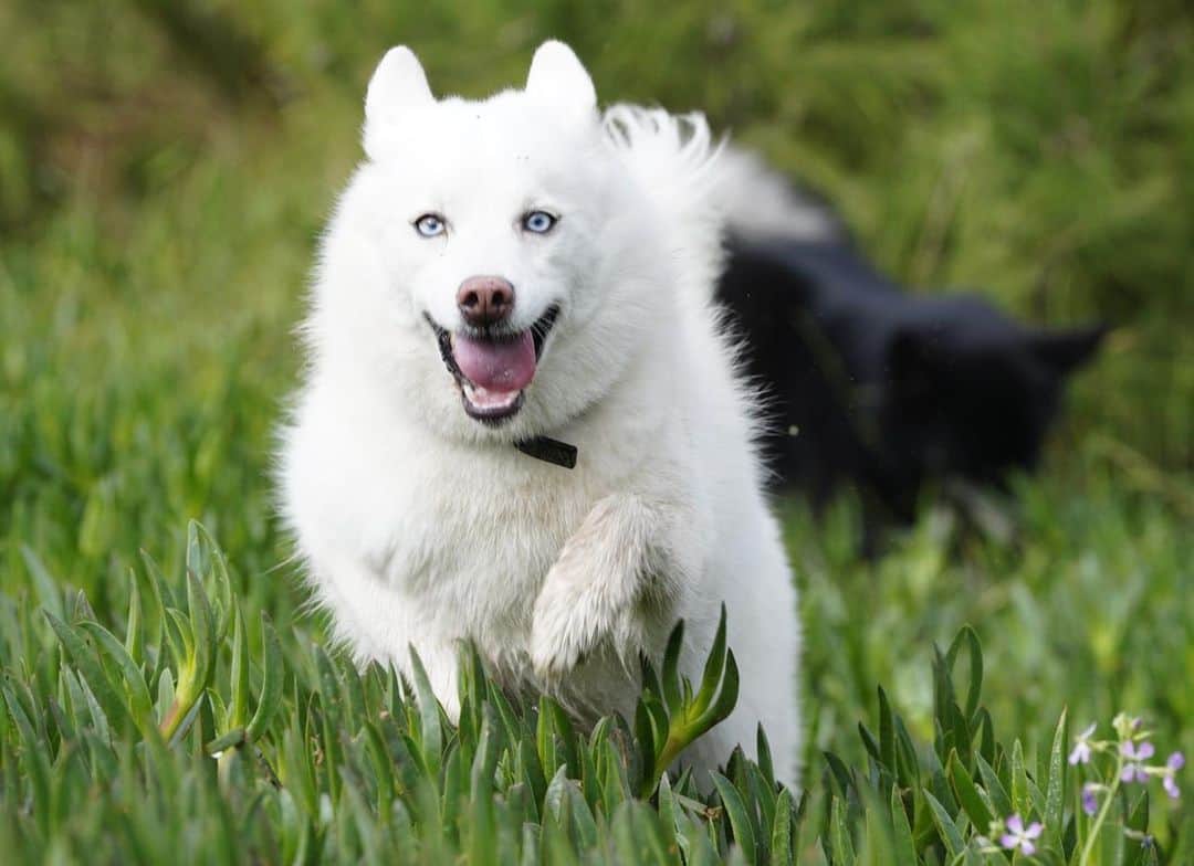 ジェンソン・バトンのインスタグラム：「Storm #Pomsky #dogsofinstagram #dog」