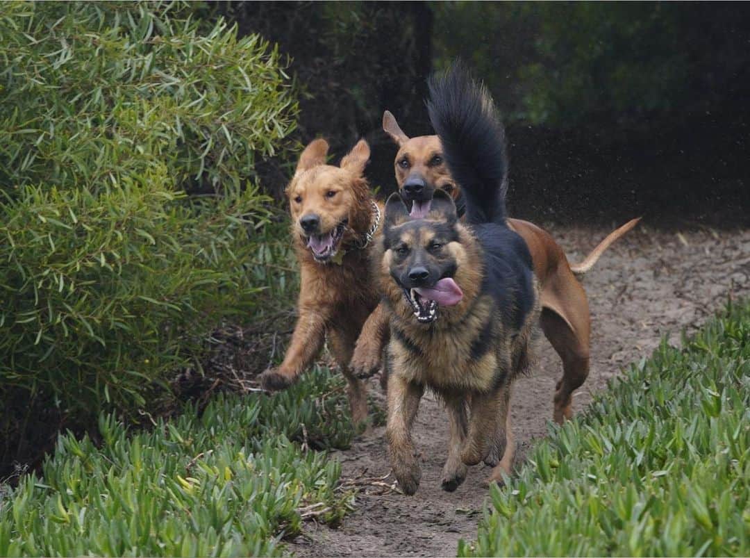ジェンソン・バトンのインスタグラム：「Bentley and friends! #gsd #germanshepherd #dogsofinstagram #dog」