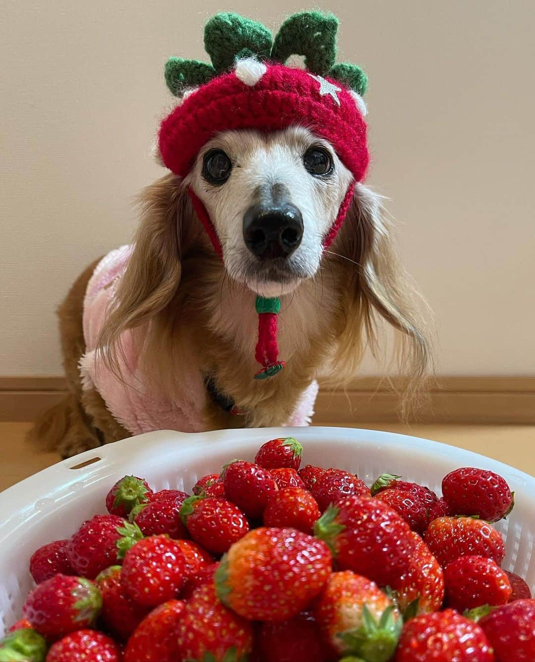 向日葵?さんのインスタグラム写真 - (向日葵?Instagram)「大量のいちご🍓 小粒だけど甘いよ💕 ＊ #いちご #犬#ダックス#ダックスフンド#ミニチュアダックス#dachs#いぬぐみ📛#pecoいぬ部#シニア犬 #よく寝るシニア犬#わんぱく部#サンデイ#todayswanko #ボンボンハイスクール#ダックスの日常」2月25日 7時59分 - hinata.miyuki