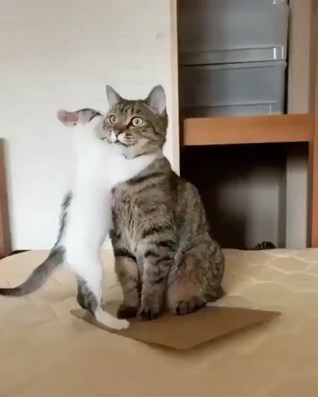 Cute Pets Dogs Catsのインスタグラム