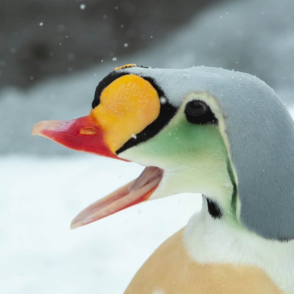 Tim Lamanのインスタグラム：「Photo by @TimLaman.  This is a King Eider male.  What do you think of his amazing unique color combination?  You know how much I like photographing birds in the snow, and the weather delivered with a snow storm each of the last two days that I spent photographing birds like this one in captivity at the Ripley Waterfowl Conservancy in Connecticut. They are a breeding facility focused on maintaining genetic diversity of rare and endangered species, and an education center for the next generation of conservationists.  If you are not familiar with them, check them out at www.ripleyconservation.org and follow @Ripley_ducks.  - #ducks #eider #kingeider #birdphotography #nature #snow」