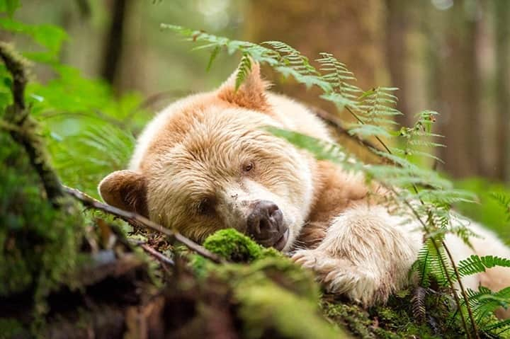 National Geographic Travelさんのインスタグラム写真 - (National Geographic TravelInstagram)「Photo by @daisygilardini / A Kermode bear rests in the isolation of the Great Bear Rainforest in British Columbia. The Kermode bear, or spirit bear, is one of the rarest bears in the world. It’s a black bear with white, creamy fur, which is produced by a recessive gene. Follow me @daisygilardini for more images and behind-the-scenes stories. #bear #spiritbear #kermodebear #greatbearrainforest #canada」2月25日 8時35分 - natgeotravel