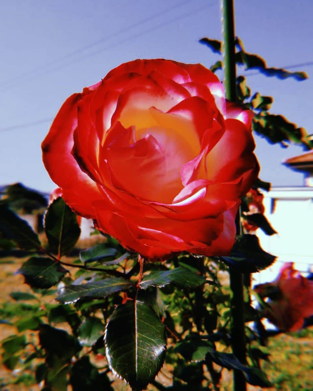 ミッチーのインスタグラム：「おはようございます！ 今日も君に幸あれ〜  I wish you good luck〜」