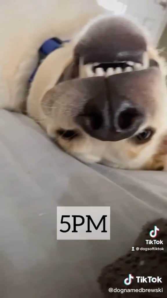 DogsOf Instagramのインスタグラム：「“When you tell yourself you’re going to have a productive day” — @dognamedbrewski   Hot tip: save this post for whenever you’re in need of some work motivation 💅  #oopsididitagain #productivitytips #freebritney #dogsofinstagram」