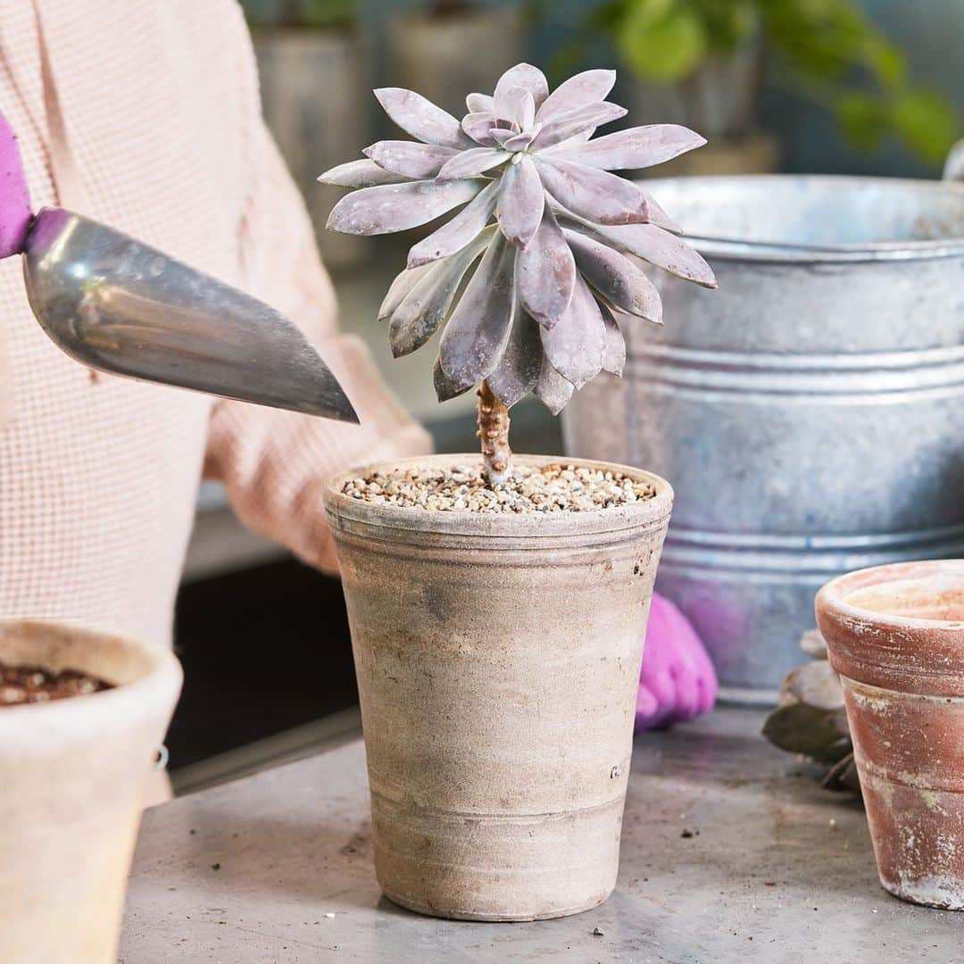 マーサ・スチュワートさんのインスタグラム写真 - (マーサ・スチュワートInstagram)「Every year or two, @marthastewart48 repots her succulents to refresh their soil and move the ones that have outgrown their containers into roomier vessels. Here, she demonstrates with a purplish echeveria. First, carefully extricate the succulent from its container. If it is root-bound (you'll know if you see more roots than soil), you may need to coax it out by sliding a knife around the edge. Once it is released, gently loosen the root ball with your hands. This helps stimulate new growth. Check out the full feature in our new March issue out on newsstands or by visiting the link in bio. 📷: @minh_ngoc」2月25日 8時56分 - marthastewart