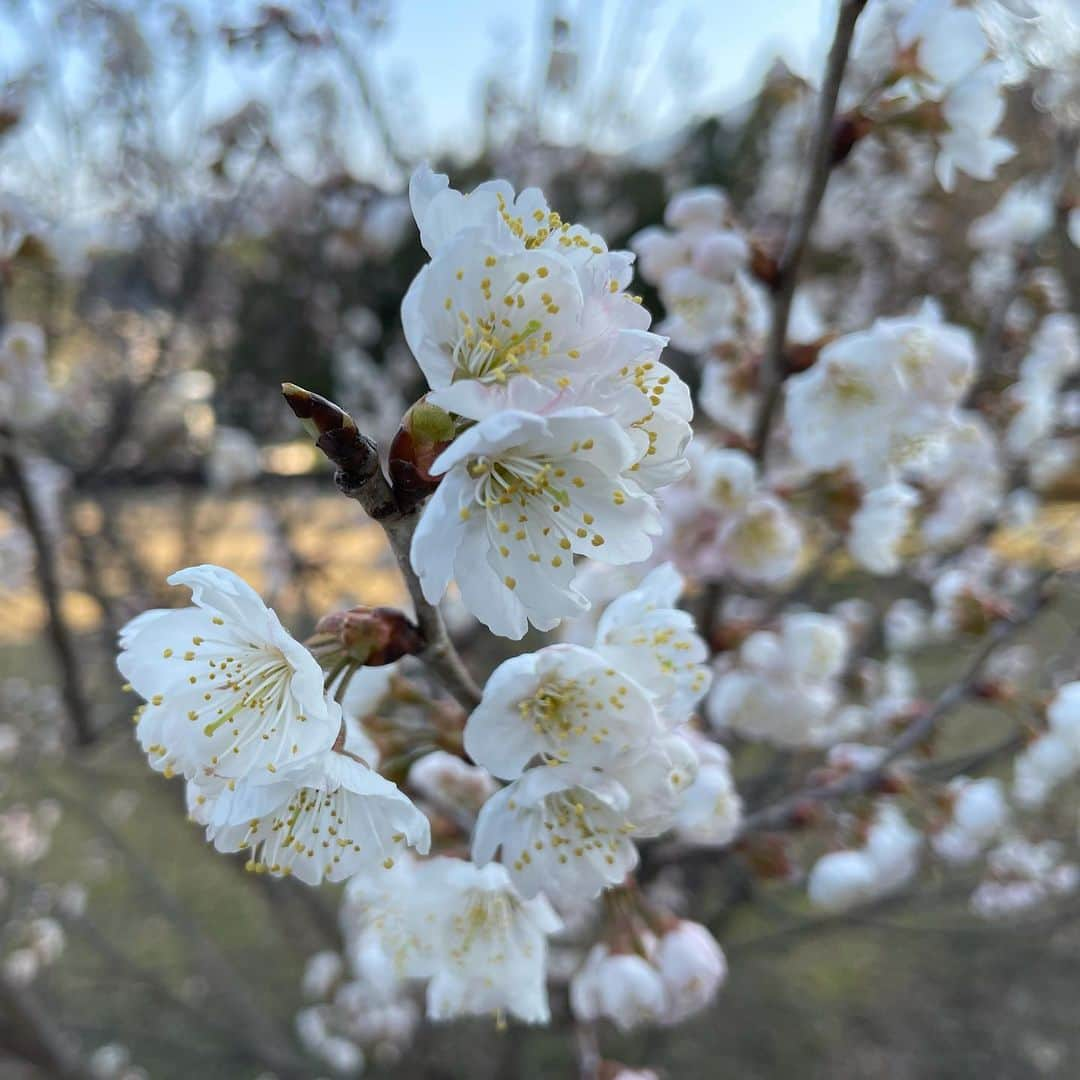 福岡女子短期大学さんのインスタグラム写真 - (福岡女子短期大学Instagram)「福岡県 #太宰府市 は青空が広がっています。気温は現在７℃です。キャンパスでは早咲きの #サクラ が咲いていました🌸春の足音が聞こえてきそうですね🎀 （2月25日　8時30分) #福岡の短大　#日本の短大　#福岡女子短期大学　#福女短　#ダレカニミセタイハナ」2月25日 8時57分 - fukuoka_wjc