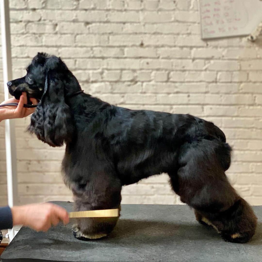 Dogs by Ginaのインスタグラム：「Oliver | American Cocker Spaniel」