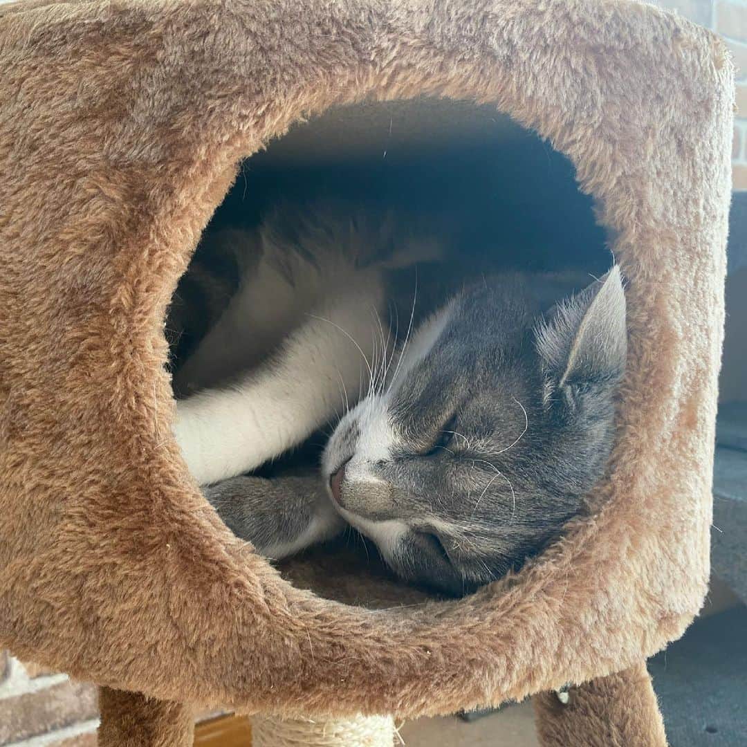 猫カフェきぶん屋さんのインスタグラム写真 - (猫カフェきぶん屋Instagram)「新しいキャットタワーで幸せそうに寝るペコくん  #猫 #ねこ #ネコ」2月25日 9時04分 - nekocafekibunya
