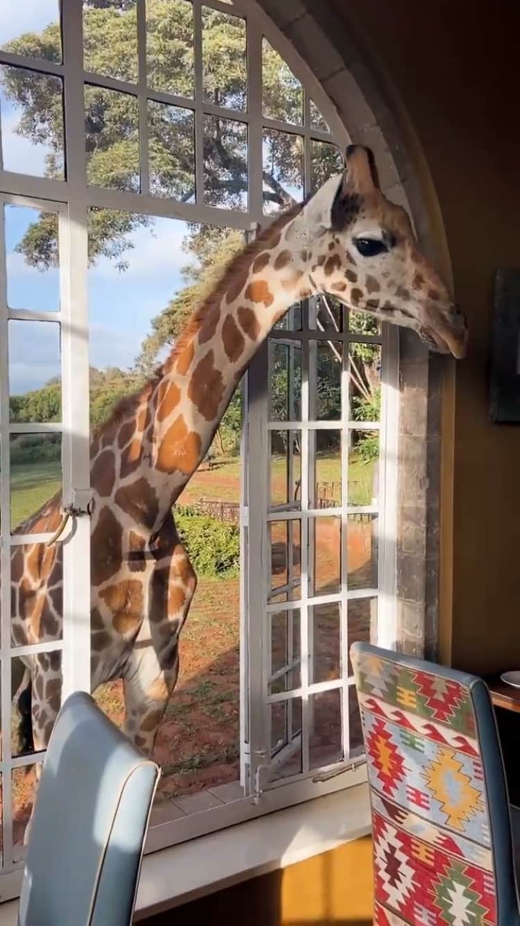 instagoodのインスタグラム：「@horizontal_travel Breakfast just got... wild!!!!!🦒🦒🦒⁣ ⁣」