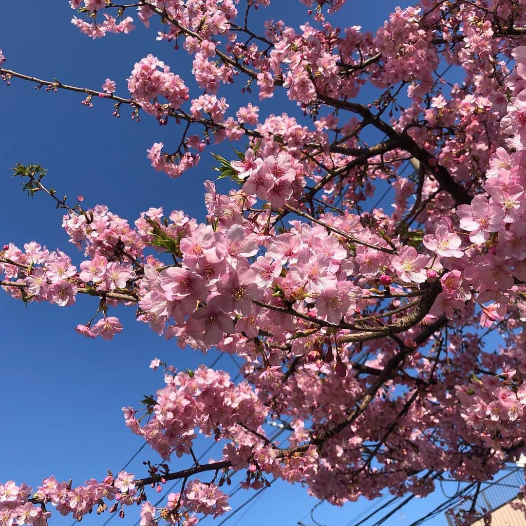 谷中唯彩さんのインスタグラム写真 - (谷中唯彩Instagram)「春の訪れ。。🌸  #無加工 #photography #梅 #flowers #꽃 #좋아요 #noeffect」2月25日 9時06分 - yuisa_erg