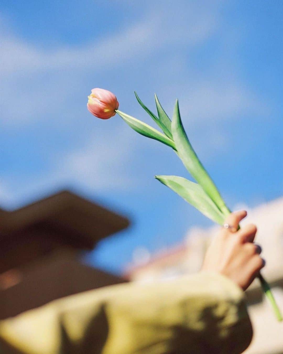江嶋綾恵梨さんのインスタグラム写真 - (江嶋綾恵梨Instagram)「🌷🌷🌷 お楽しみに。ふふ」2月25日 9時14分 - aeringoooo