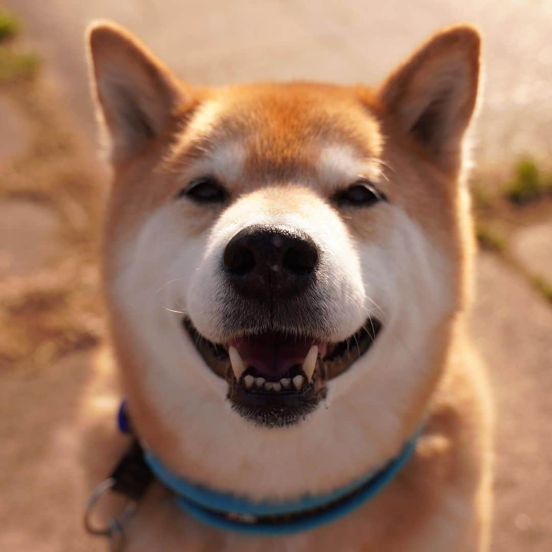 まる（まるたろう）のインスタグラム：「Good morning!!✨🐶✨おはまる〜！今日は少し寒いかもね〜 #まるらー忘れないでね #首元あっためとけば大丈夫だからね #少し重いかもだけど #18kg」